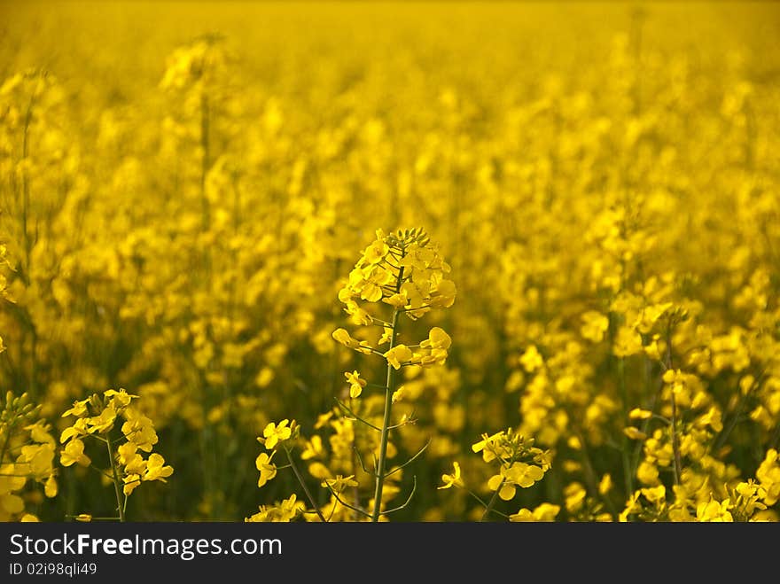 Close look of yellow rape flower and field