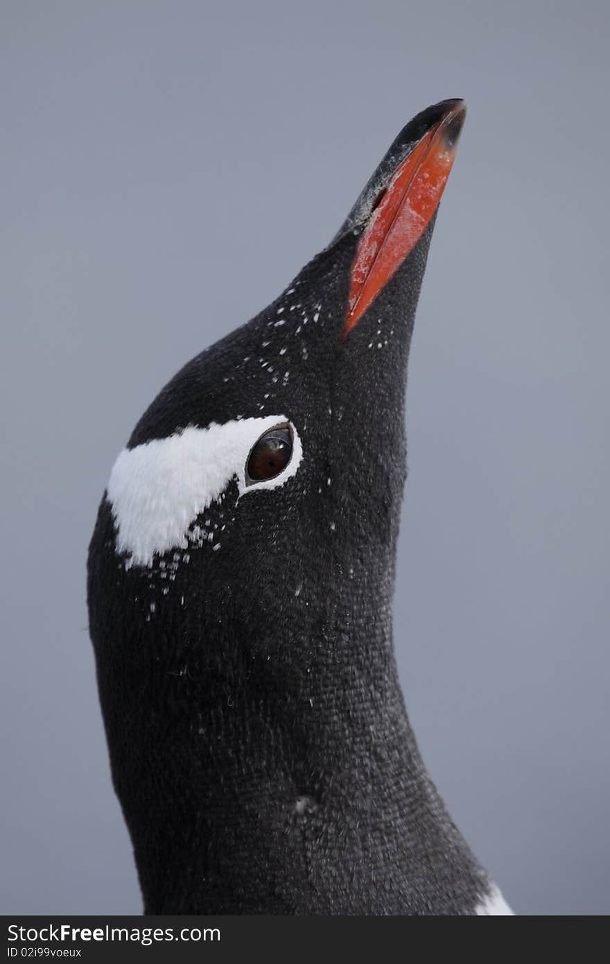 Gentoo penguin sky pointing, Antarctica