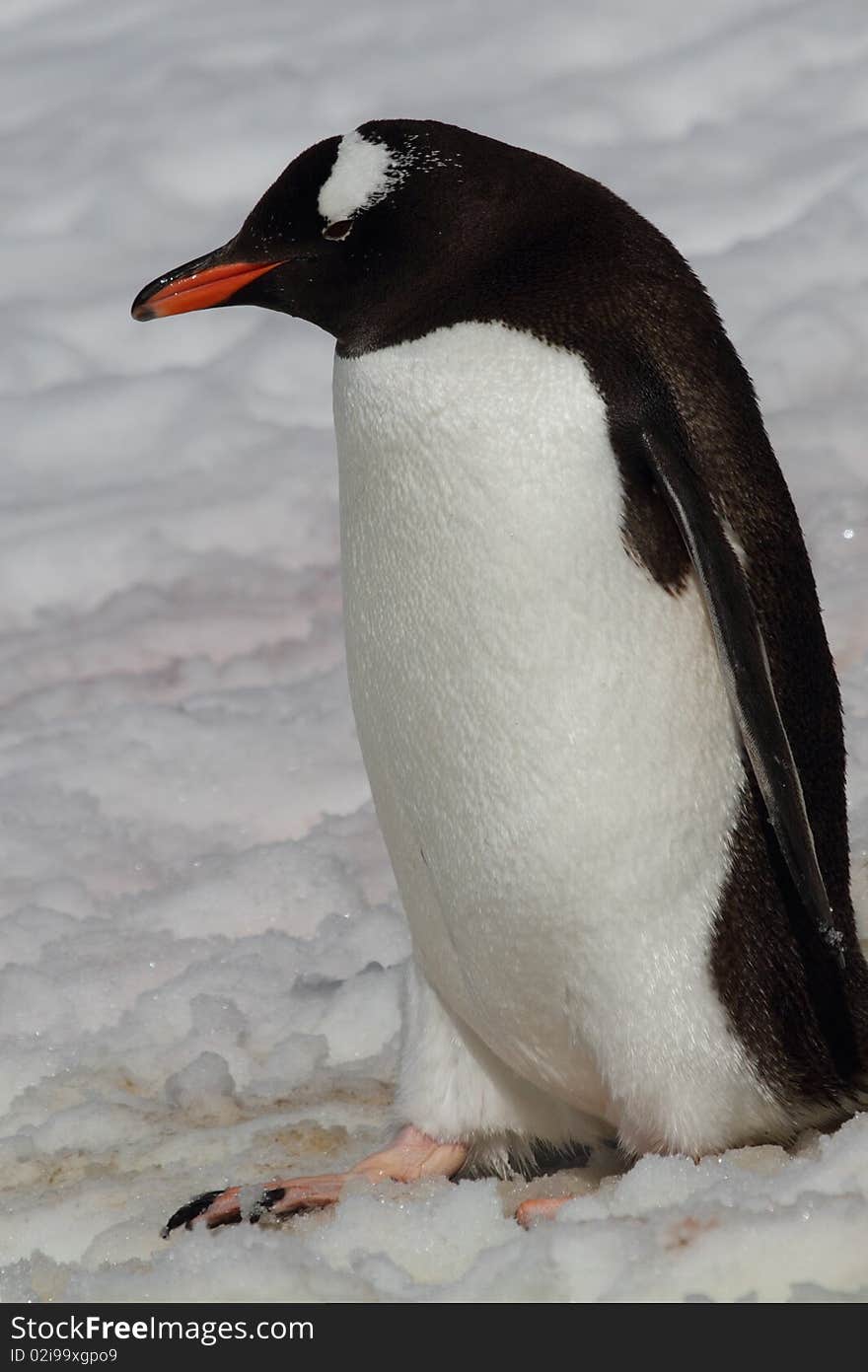 Gentoo penguin in the snow, Antarctica