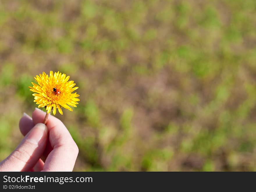 Dandelion in a hand