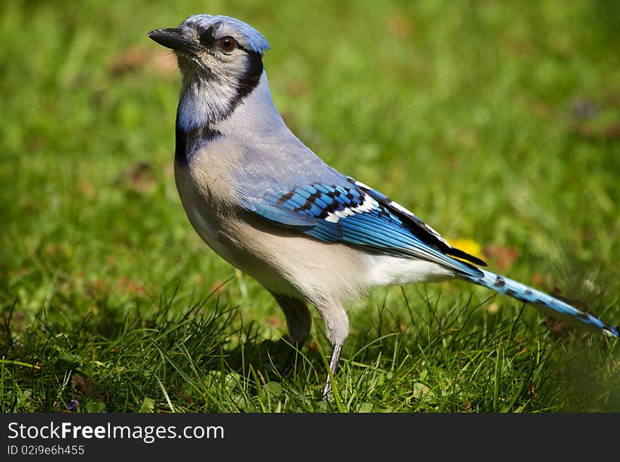 A Bluejay is on the ground.