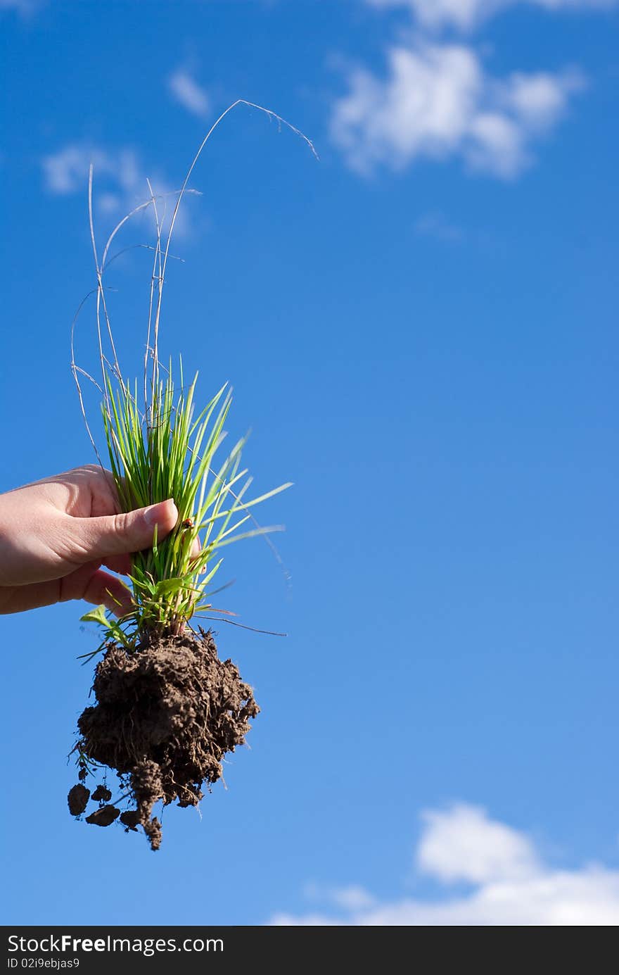 Grass with a root in a hand