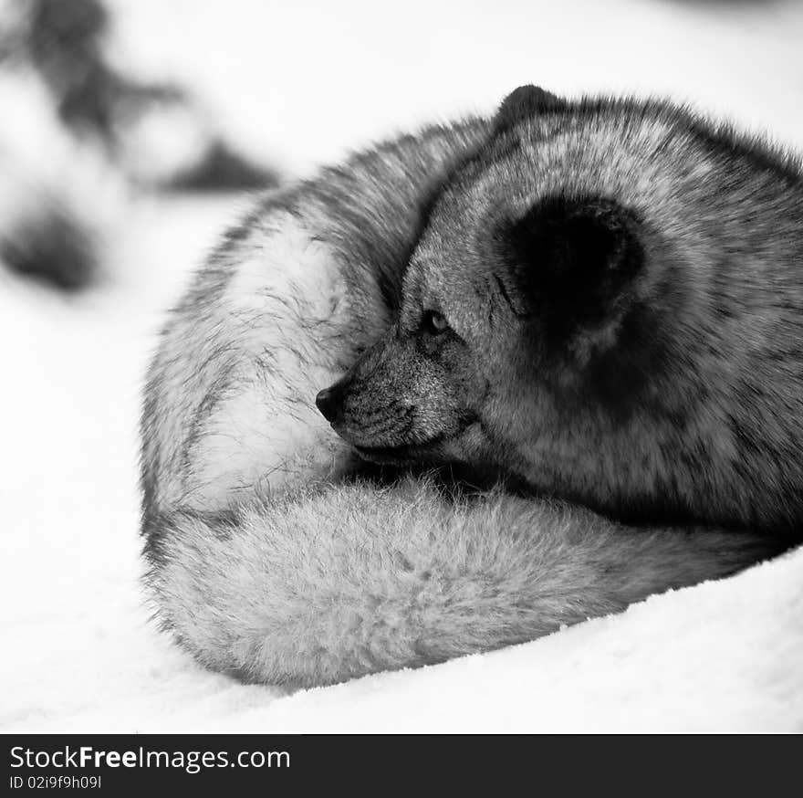 Arctic fox