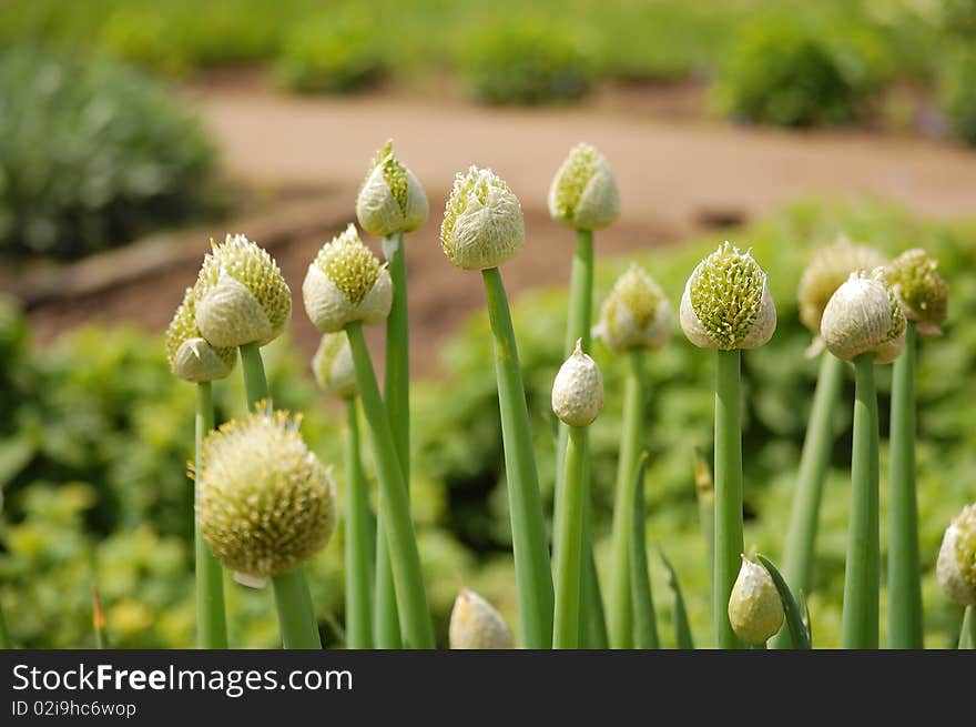 Ready to bloom onion flowers. Ready to bloom onion flowers.