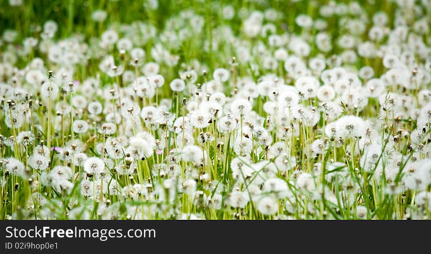 A lot of blow-balls in field, spring season. A lot of blow-balls in field, spring season.