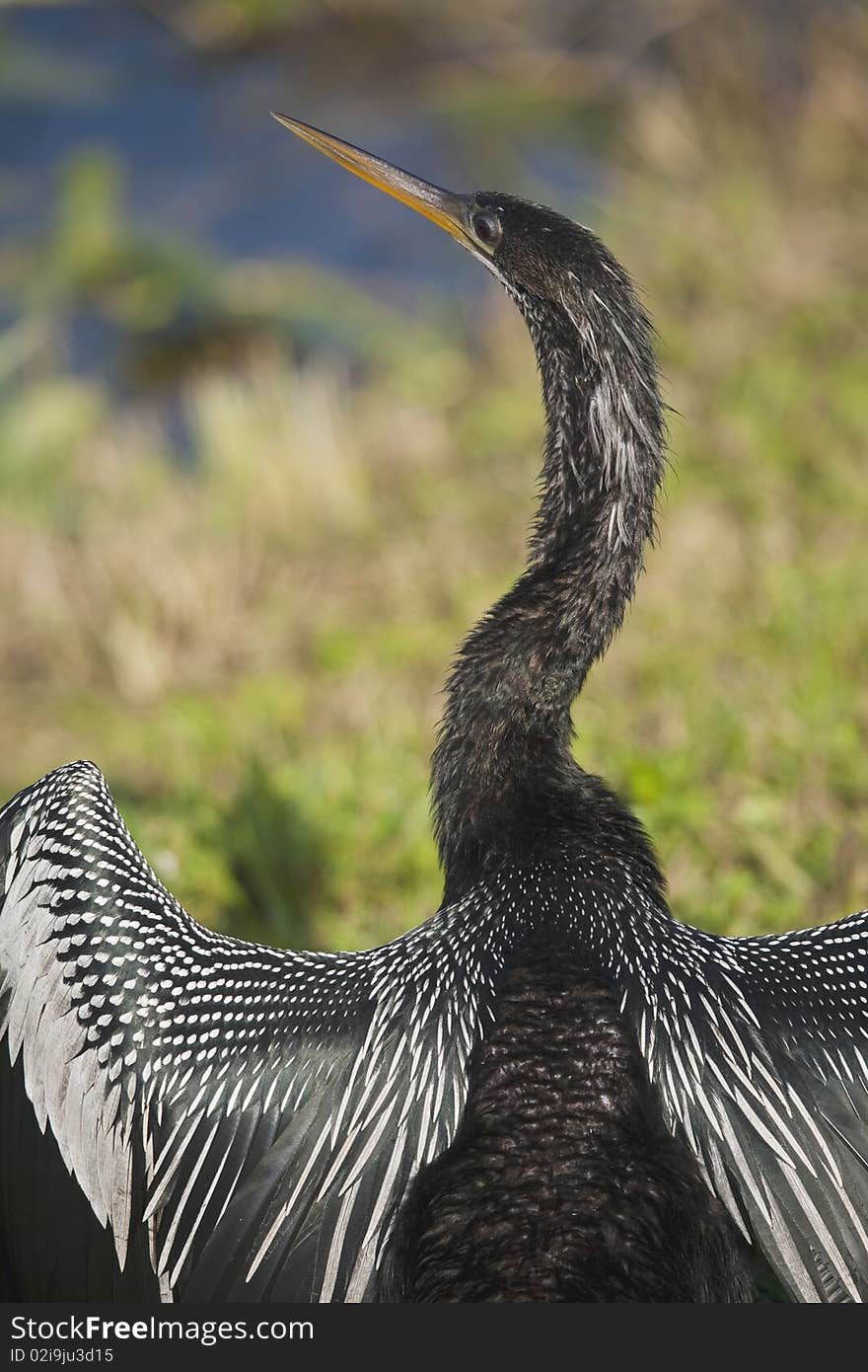 Anhinga with wings spread in the Florida Everglades. Anhinga with wings spread in the Florida Everglades.