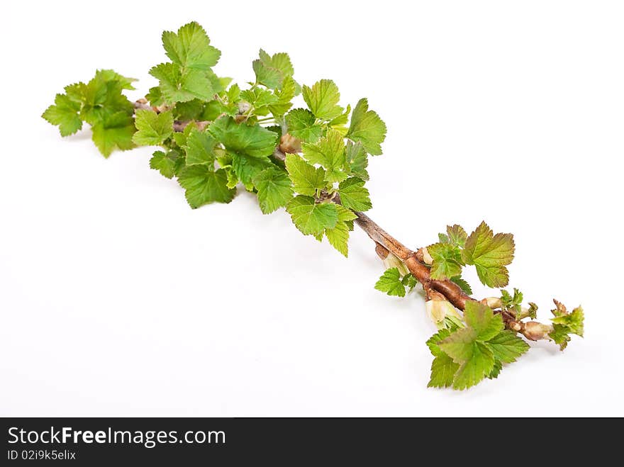 Young green sprout of currant