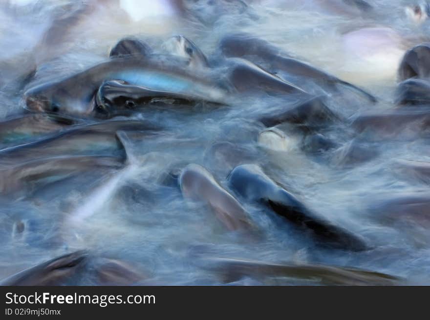 Fish swimming in the silk-like flowing river, motion blur. Fish swimming in the silk-like flowing river, motion blur