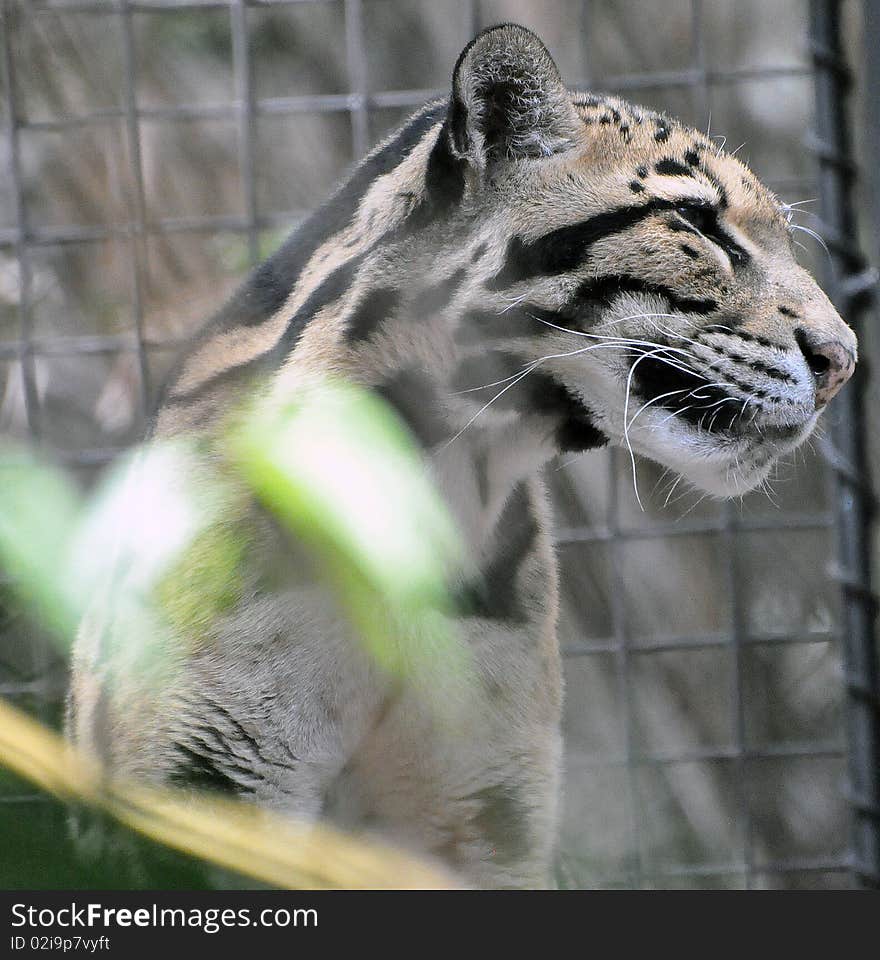 Photo of a jaguar in his cage