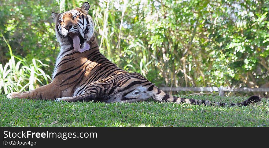 Photo of a Bengal tiger licking his coat. Photo of a Bengal tiger licking his coat