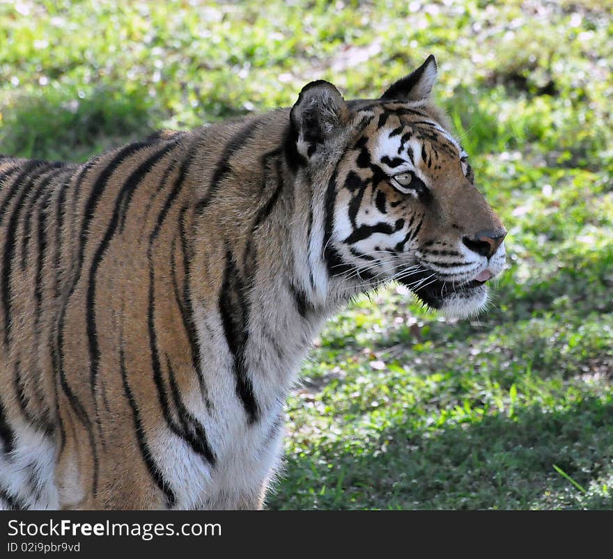 A bengal tiger waiting for his meal. A bengal tiger waiting for his meal