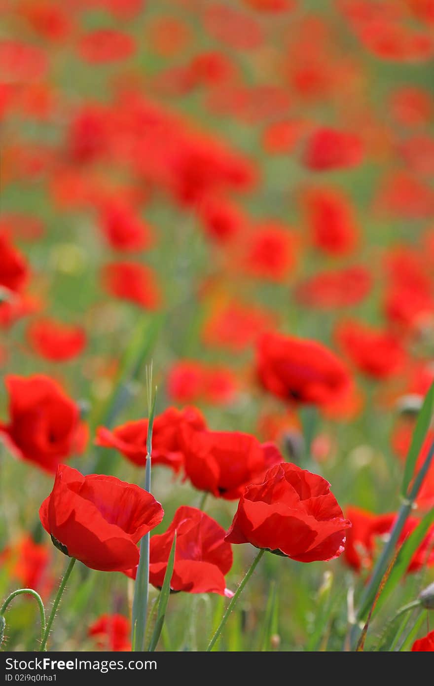 Field of poppies blurring into the distance, background. Field of poppies blurring into the distance, background