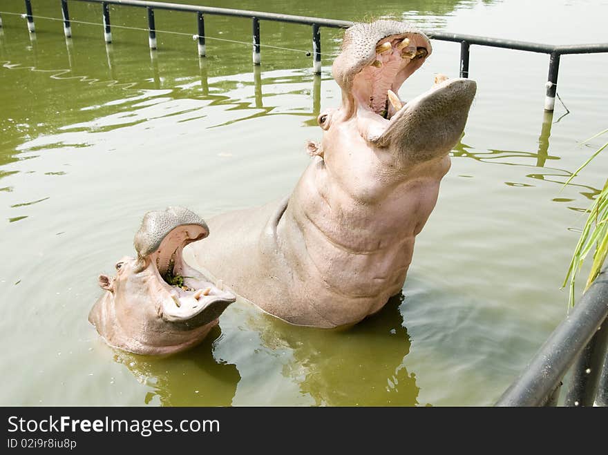 Two hippos in water,one big and one little,China zoo. Two hippos in water,one big and one little,China zoo