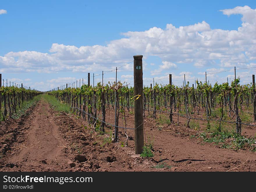 Grape vines