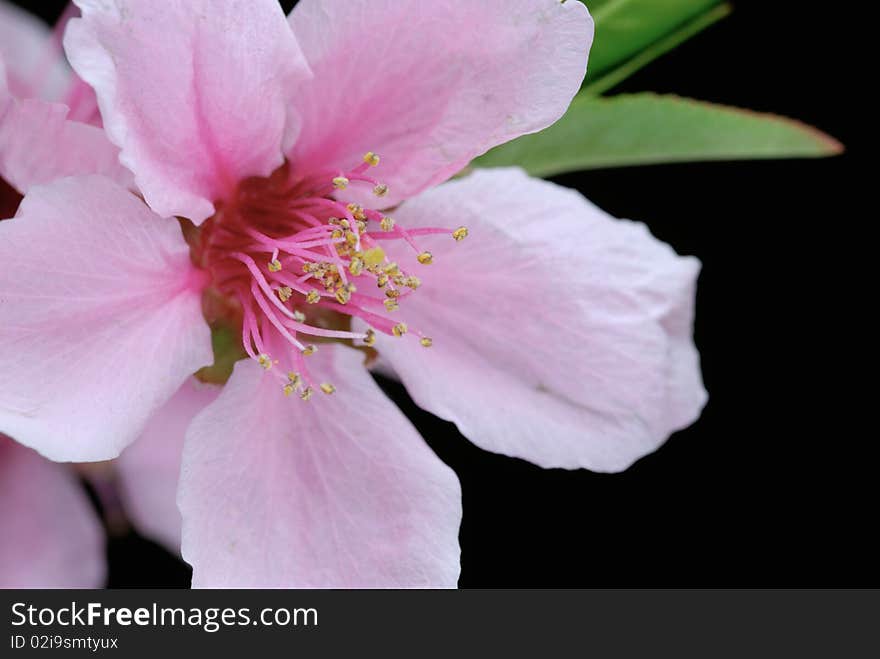 Peach Blossoms