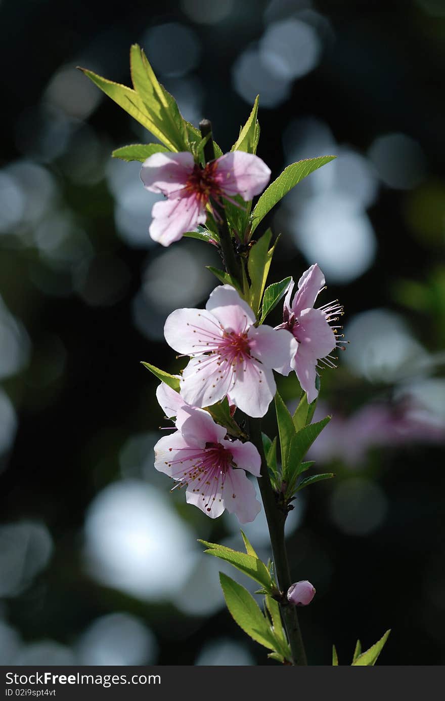 Peach Blossoms