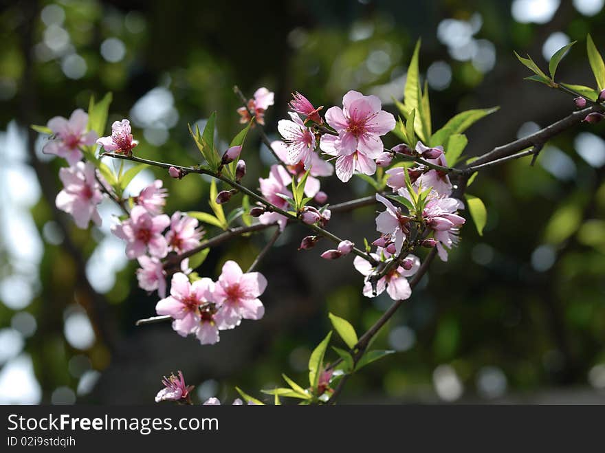 Peach Blossoms