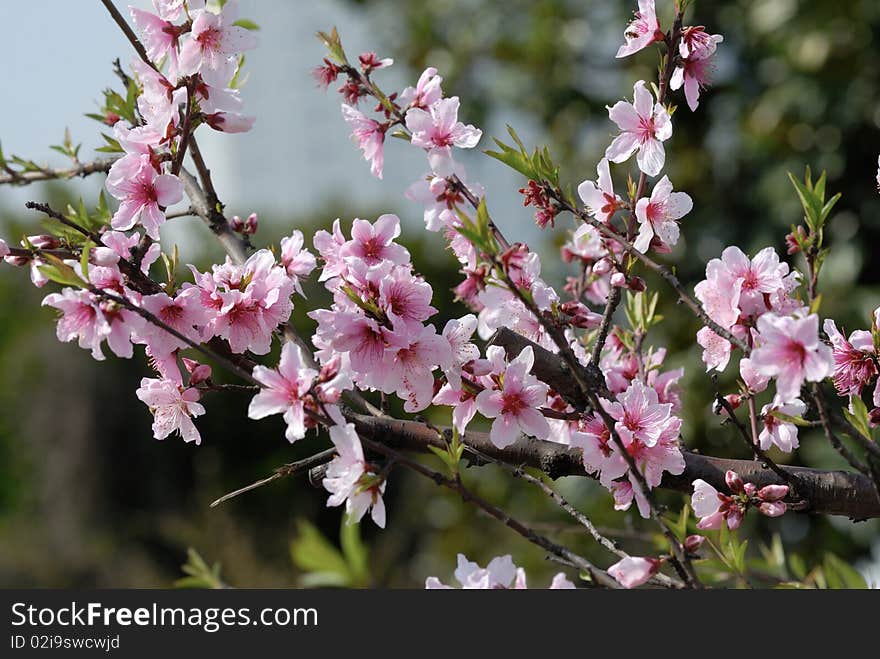 Peach Blossoms