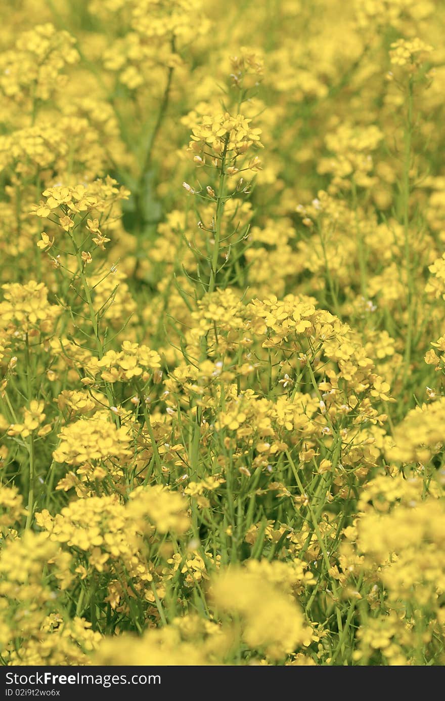 flower in spring time. flower in spring time