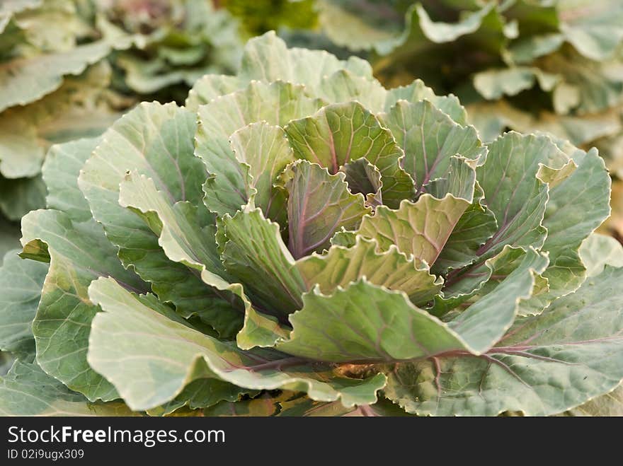 Vegetable is blooming in the farm. Vegetable is blooming in the farm