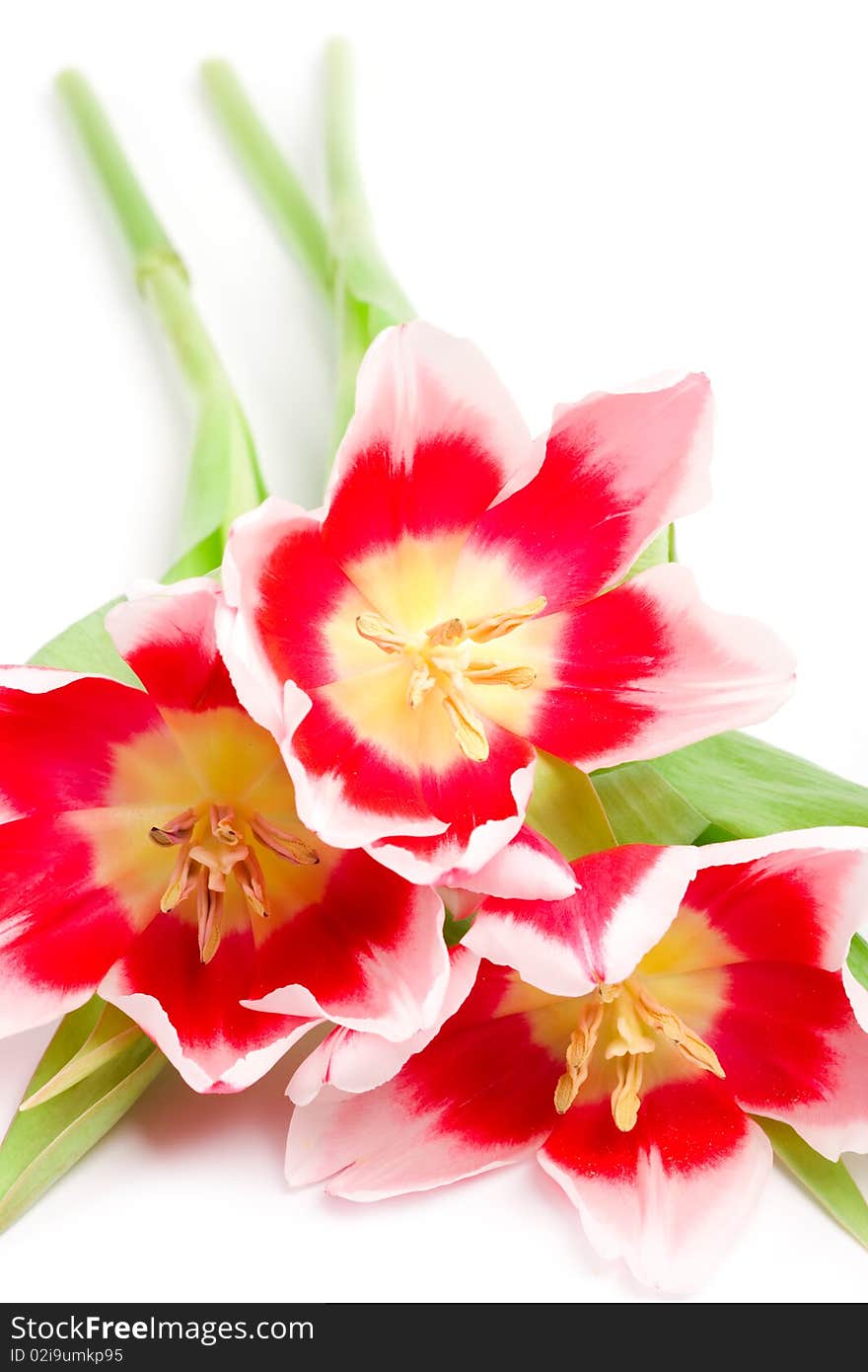 Three pink tulips isolated on a white background