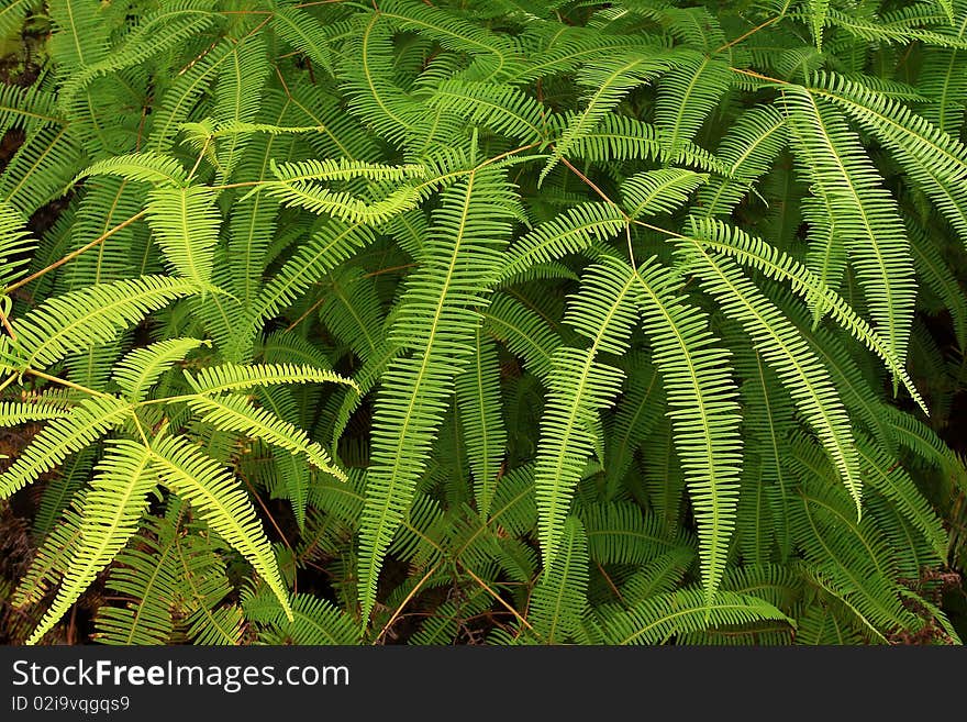 Ferns in Tropical Forest bottom line between Bangladesh Thailand