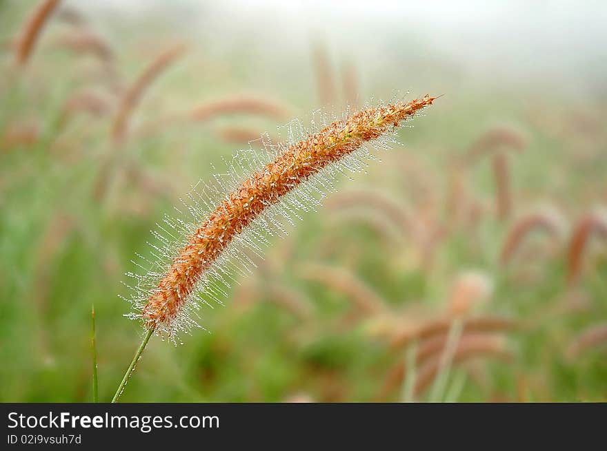 Grassland