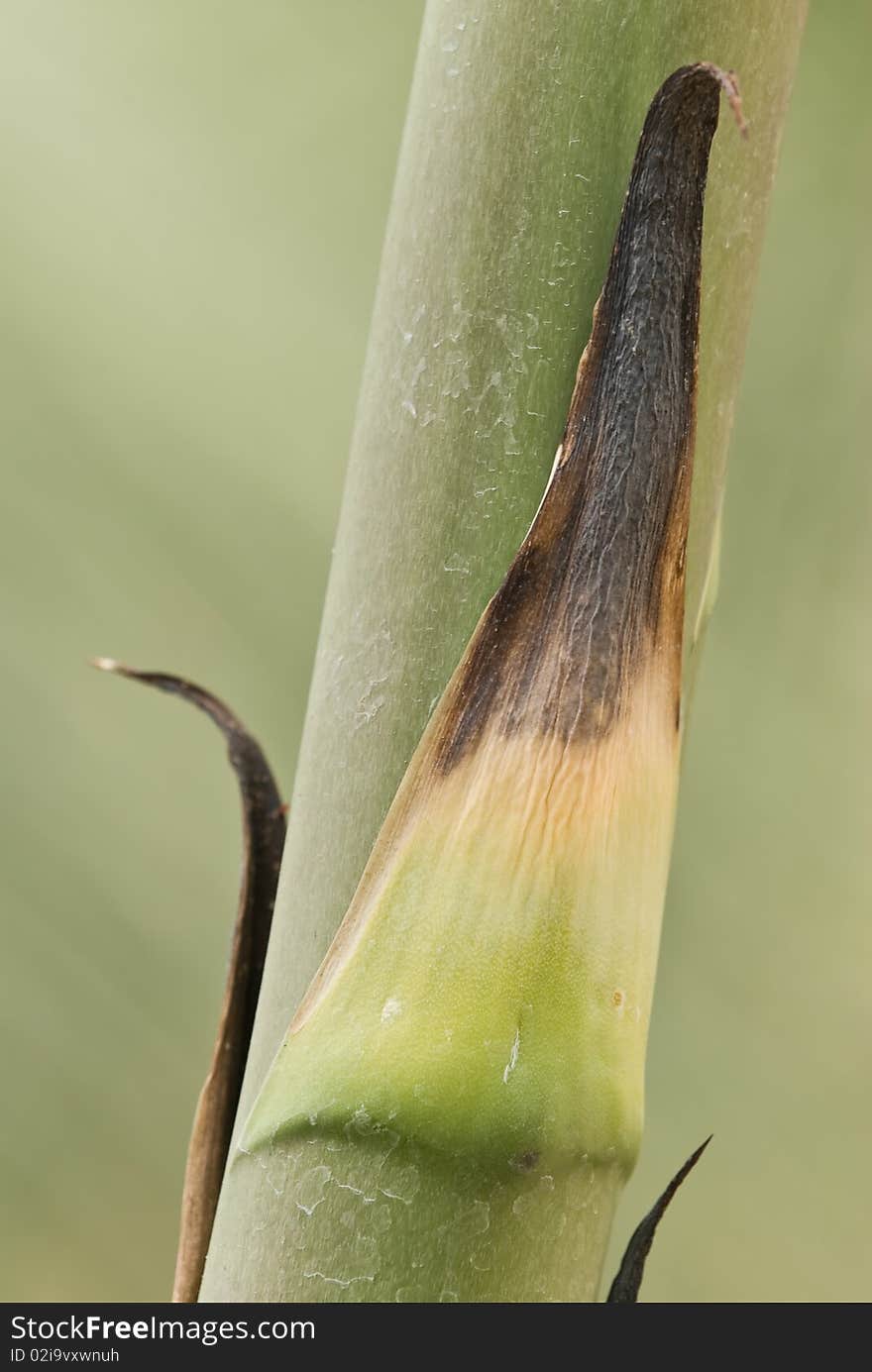 Little Bamboo Stand Alone In The Jungle