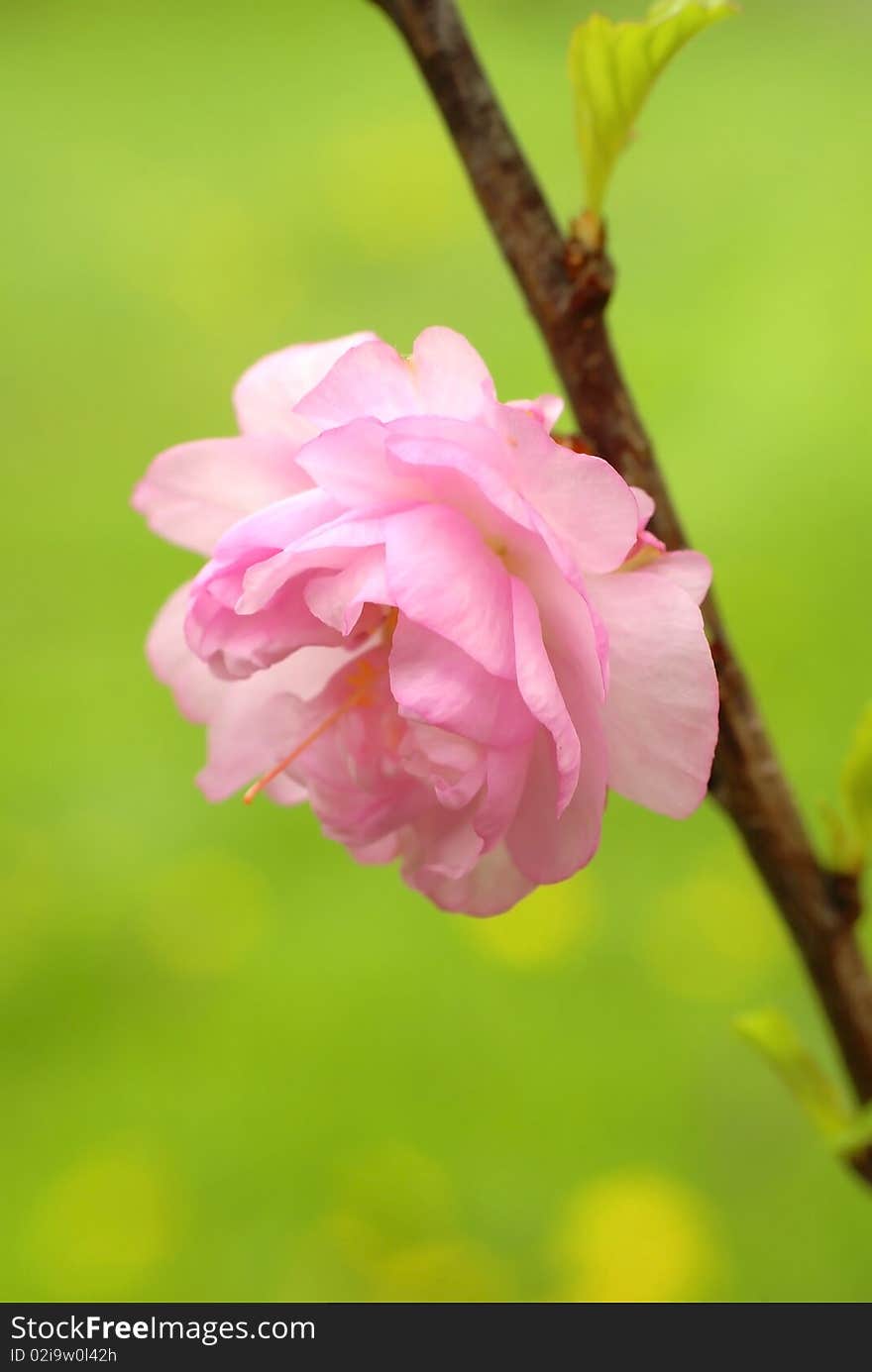 Pink flower