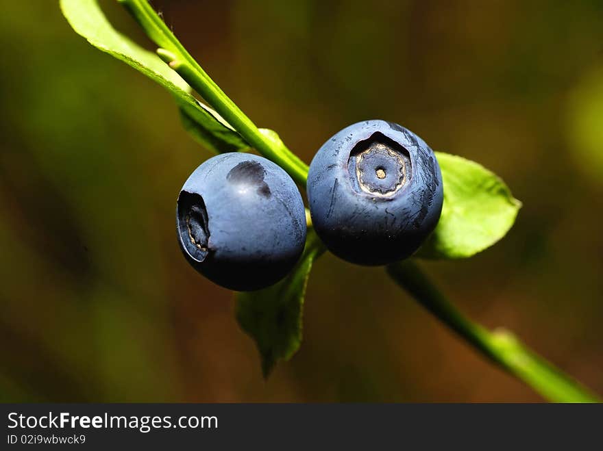 Two bilberries growing in the forest on the twig. Two bilberries growing in the forest on the twig