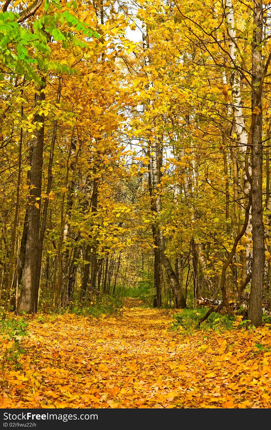 The path in autumn forest