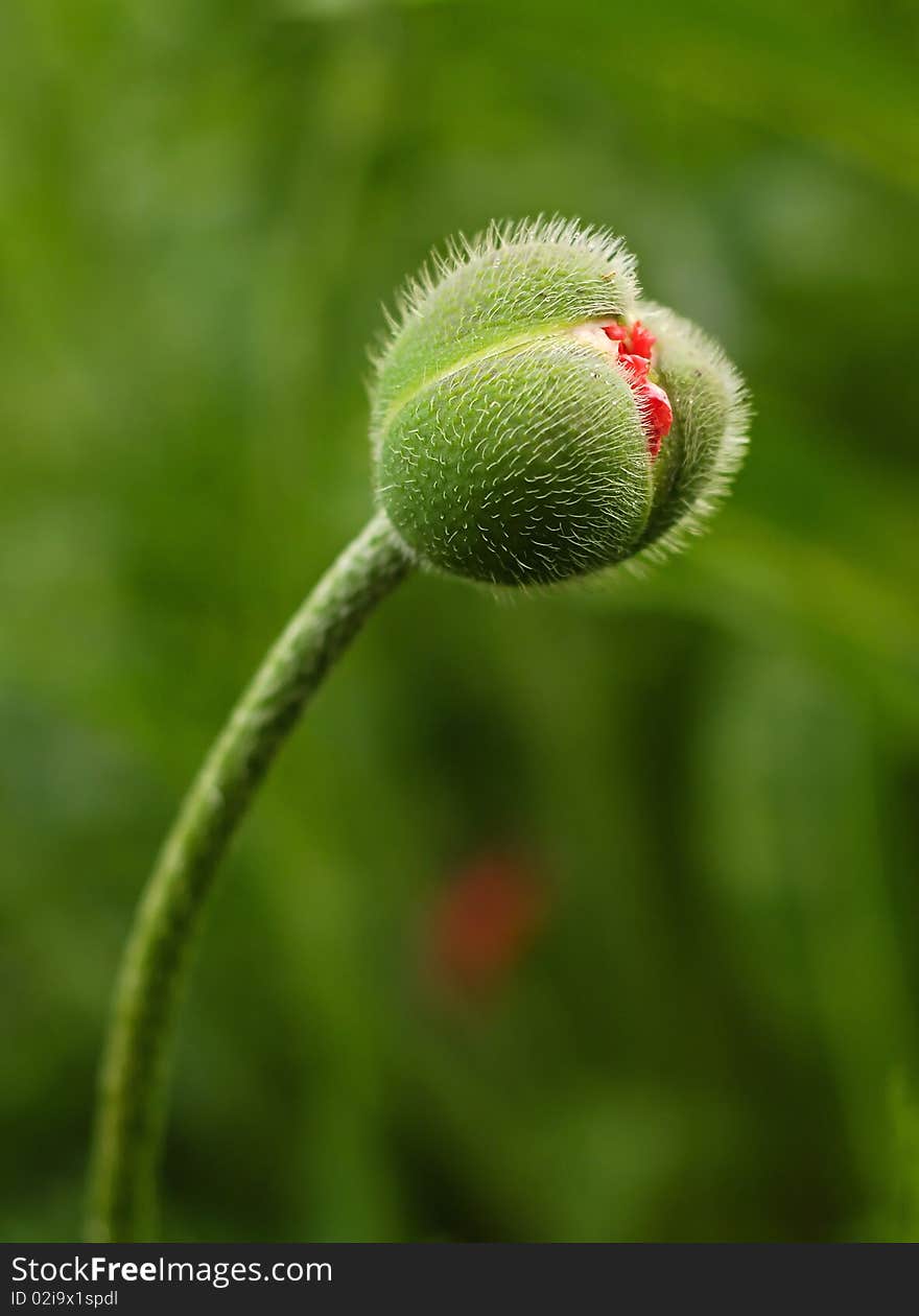 Red Poppies