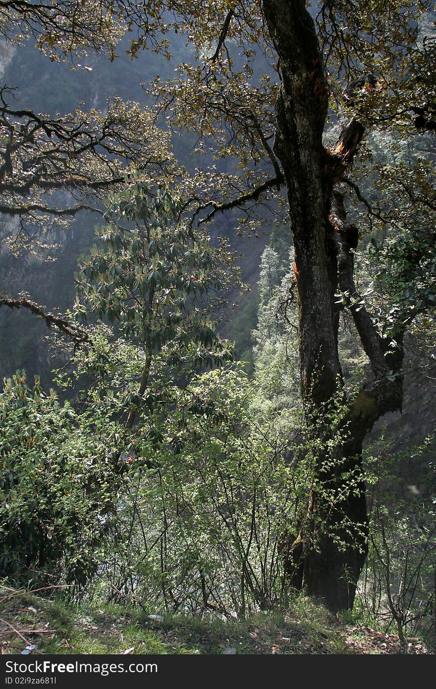 Back-lit tree in the forest on trekking path to Yamunothri, Uttarakhand, India, Asia. Back-lit tree in the forest on trekking path to Yamunothri, Uttarakhand, India, Asia