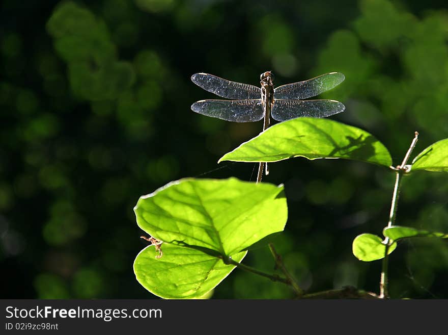 Transparent wings of back-lit dragonfly and bright green leaves