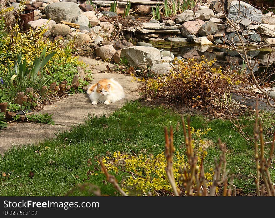 A cat lounging in the sun, in a garden with a pond. A cat lounging in the sun, in a garden with a pond.