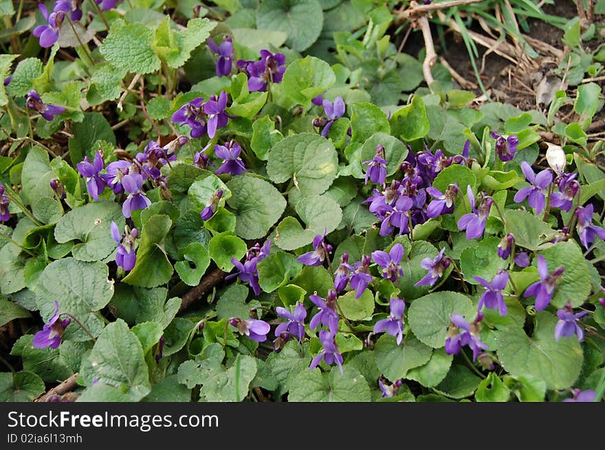 Spring Violets In The Woods