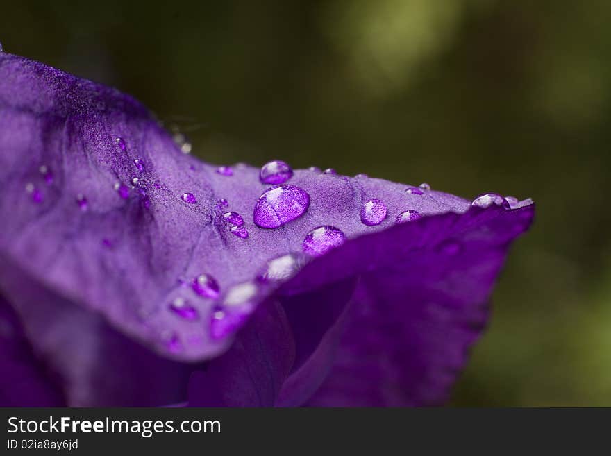 Iris sibirica macro after rain