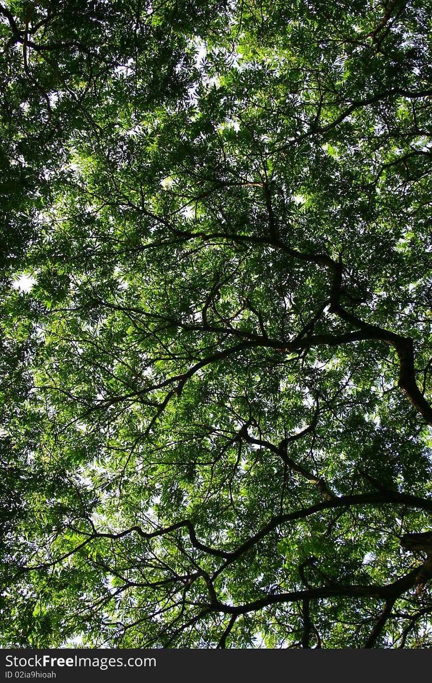 Shade under the big tree