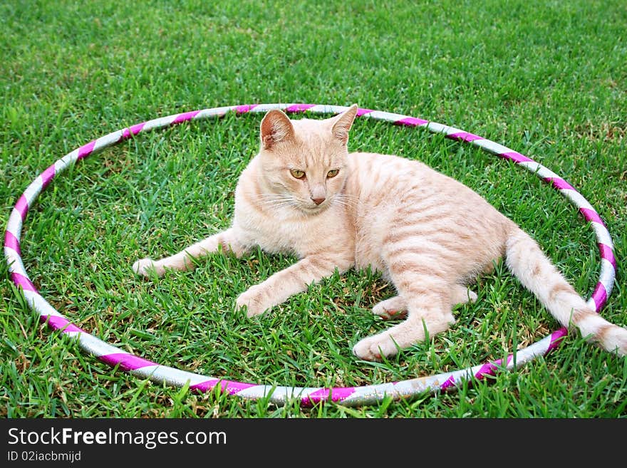 Tawny cat on green grass in hoola hoop.