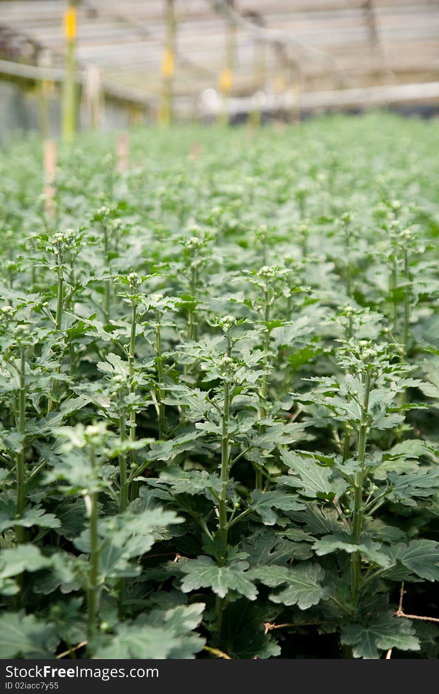 Daisy plants