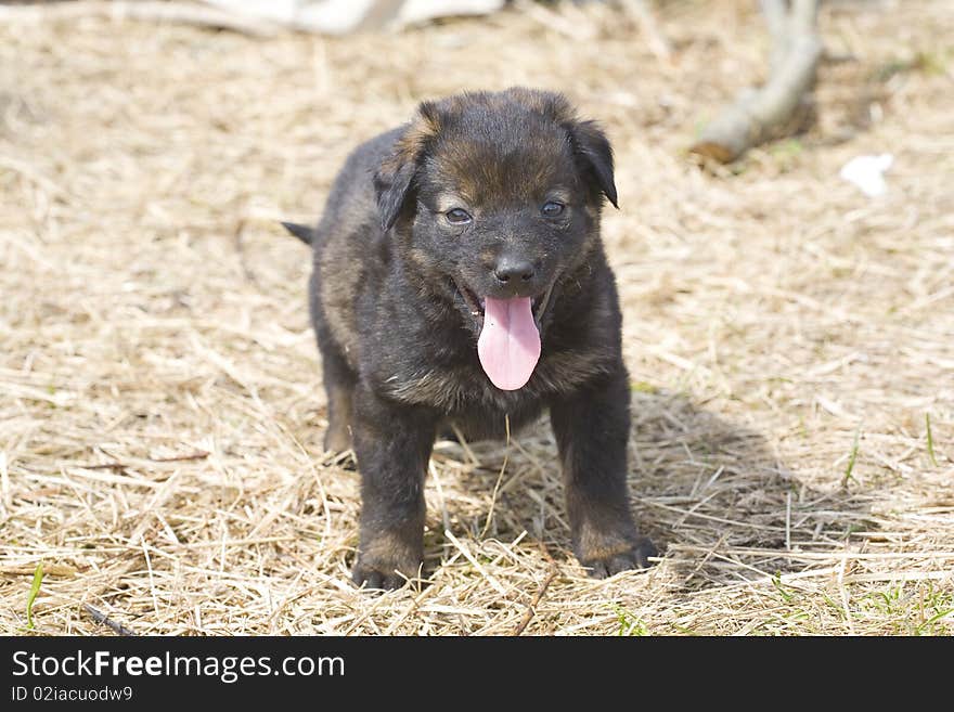 Small homeless puppy looking at you