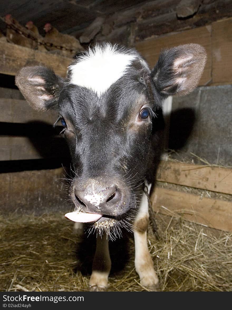 Yong cow standing in barn