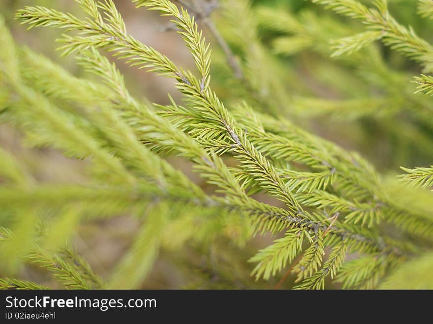 Conifer background