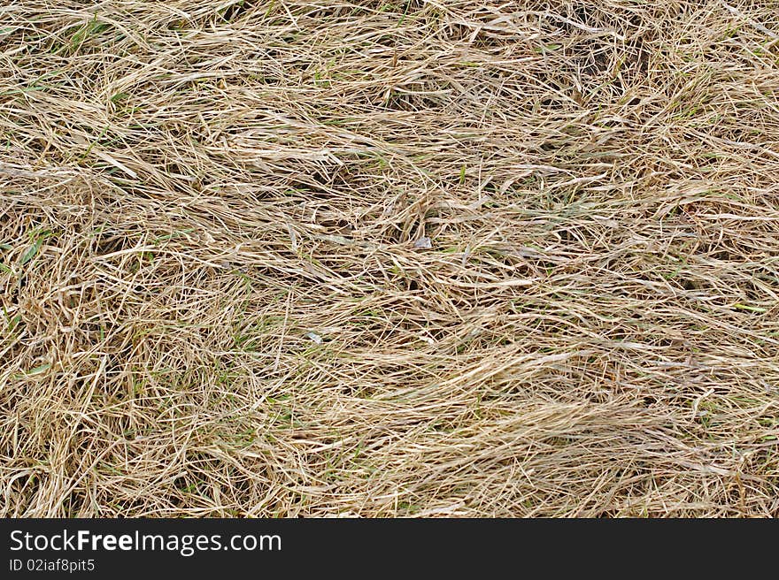 Dry grass in spring after the snow is melted. Dry grass in spring after the snow is melted