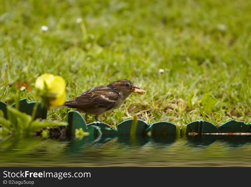 Sparrow In The Watertight River