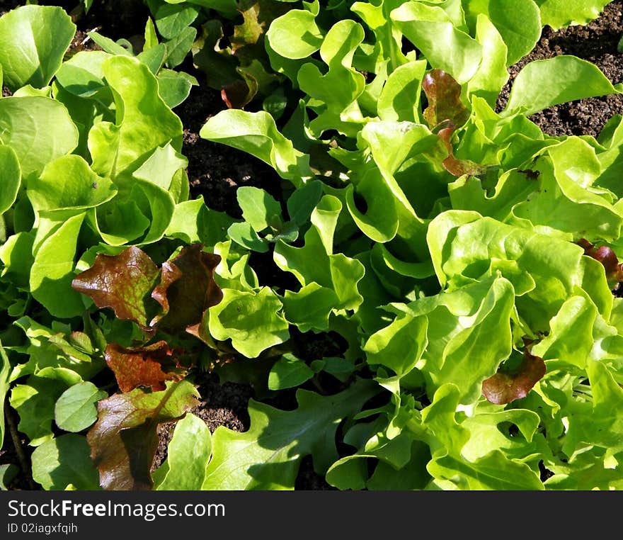 Color lettuce close-up