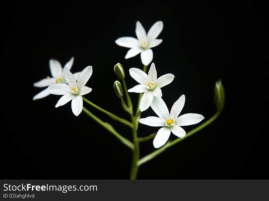 White Flowers