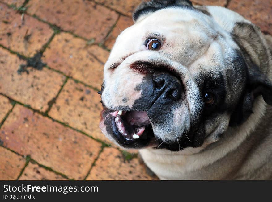 White and Brown English bulldog looking up