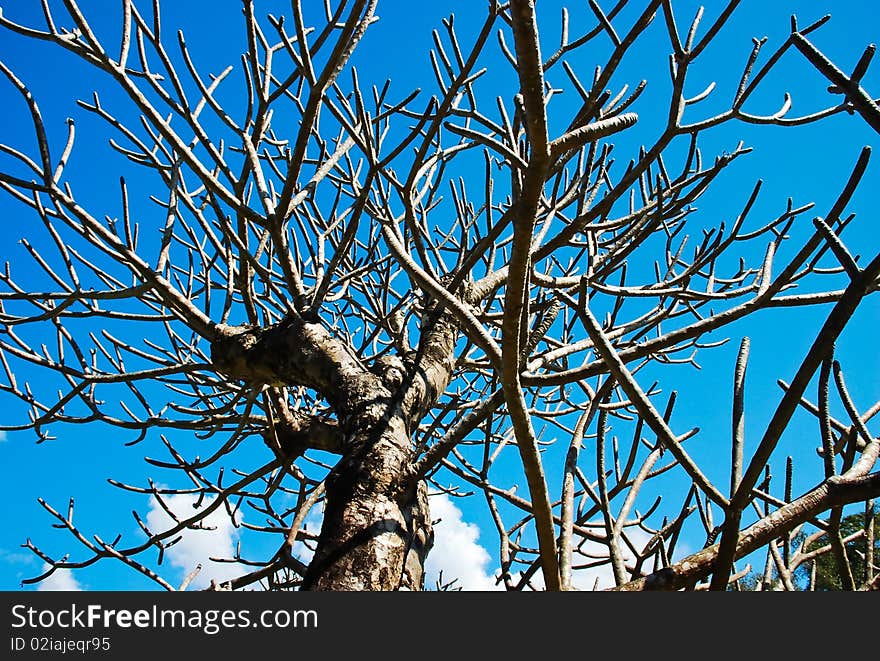 Tree  dry