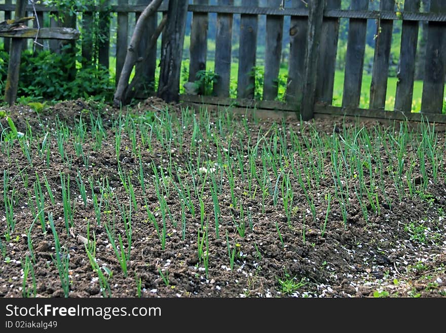 Fresh onion plants standing in the ground. Fresh onion plants standing in the ground